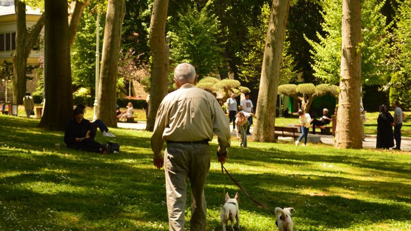 Senior dogs walking comfortably in a park, a common reason owners buy CBD oil for dogs