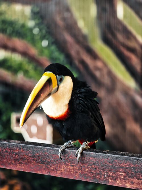 Free Vibrant toucan with striking beak and plumage sitting on a branch in a lush environment. Stock Photo