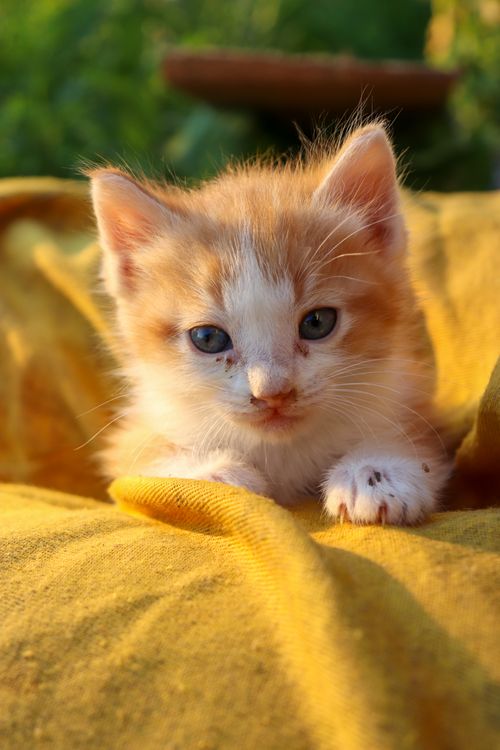 Free Charming ginger and white kitten resting on a soft yellow blanket outdoors. Stock Photo