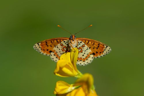Free Close-up of a colorful butterfly perched on a yellow flower against a green background. Stock Photo