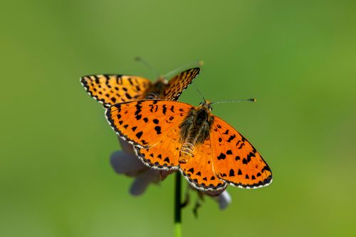 Free Close-up of two black-veined butterflies perched on a flower against lush green background. Stock Photo