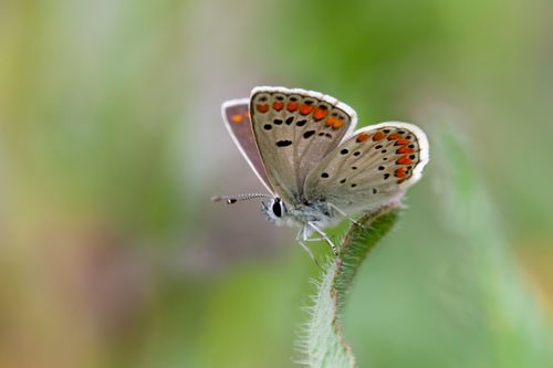 Free A vibrant butterfly perched delicately on a green leaf in a natural setting. Stock Photo