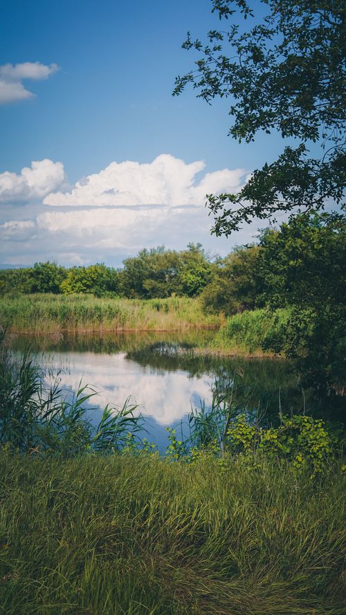 Free Tranquil pond surrounded by lush greenery under a clear blue sky in Tbilisi, Georgia. Stock Photo