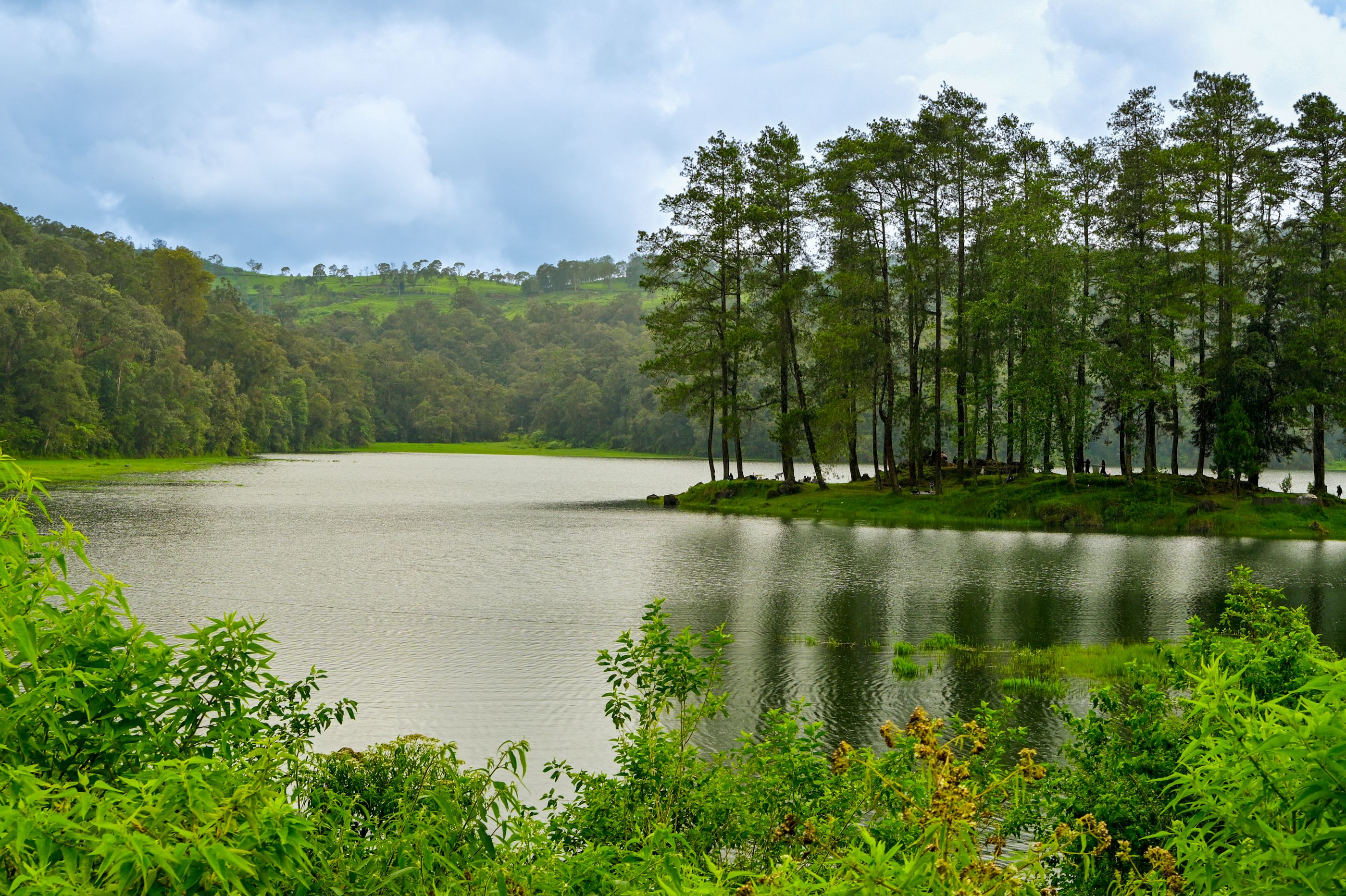 Green Tree Beside River · Free Stock Photo