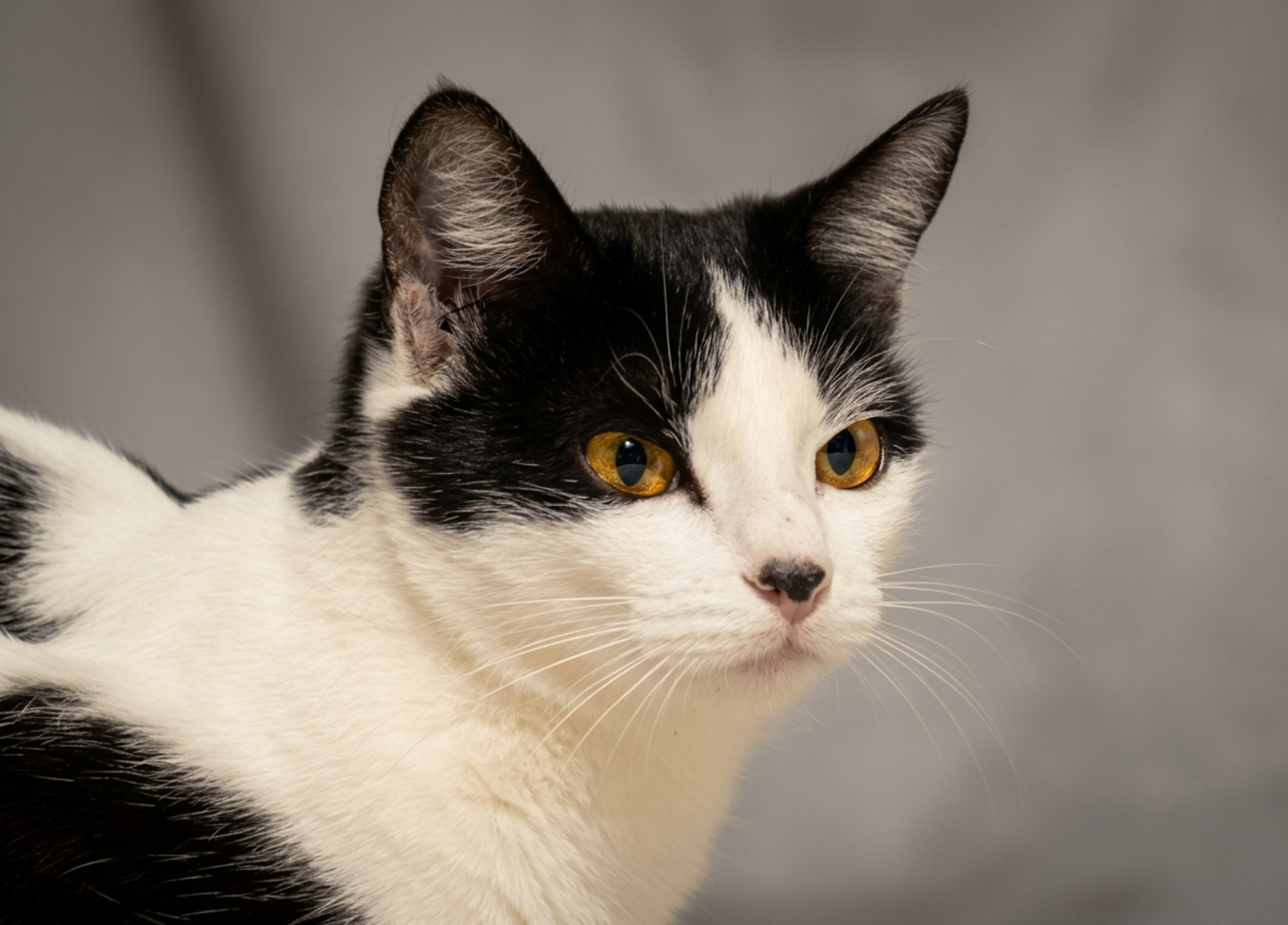 Veterinary care for a cat