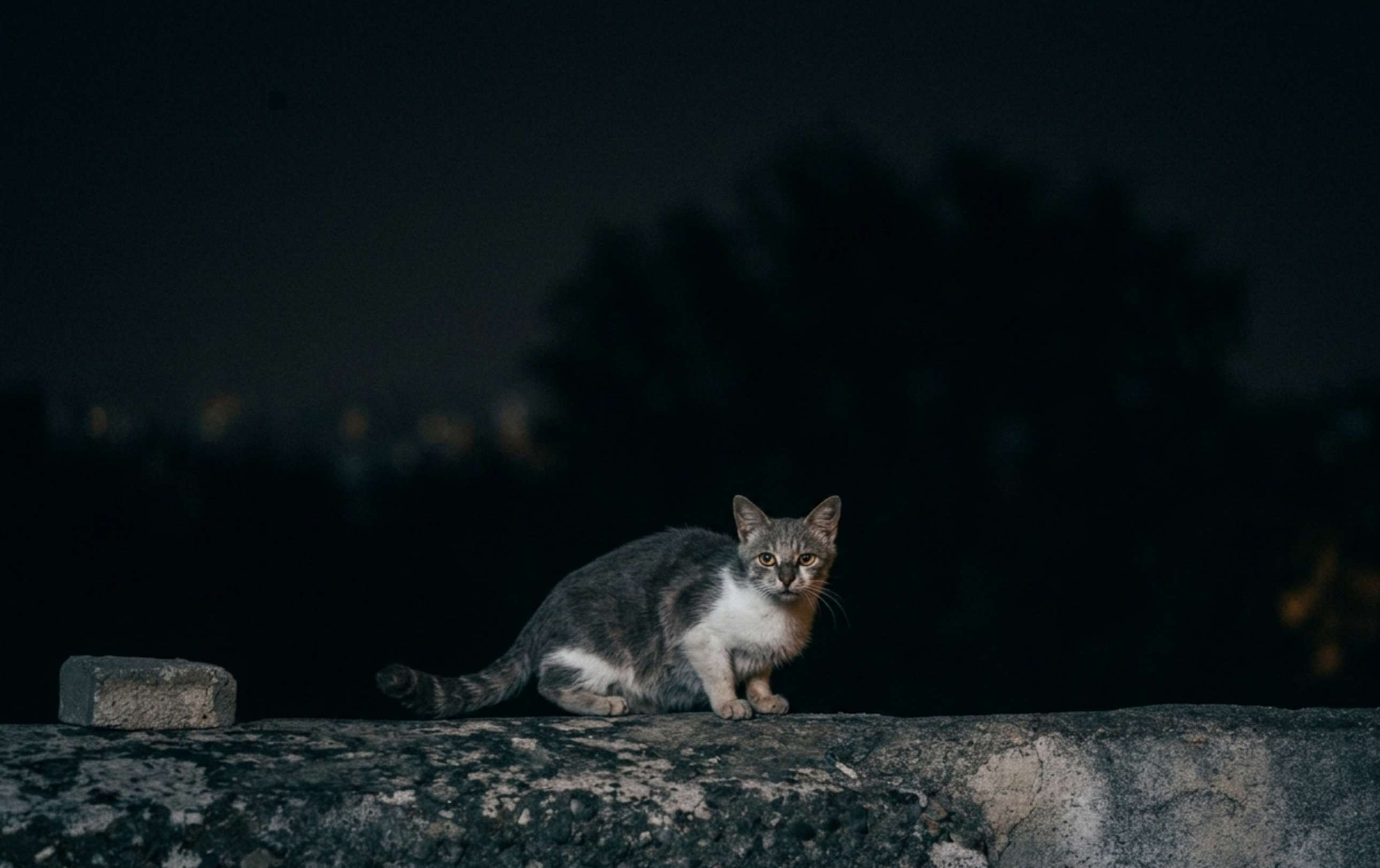 Caméra Eyenimal Night Vision Lite Eyenimal Caméras pour chiens et chats