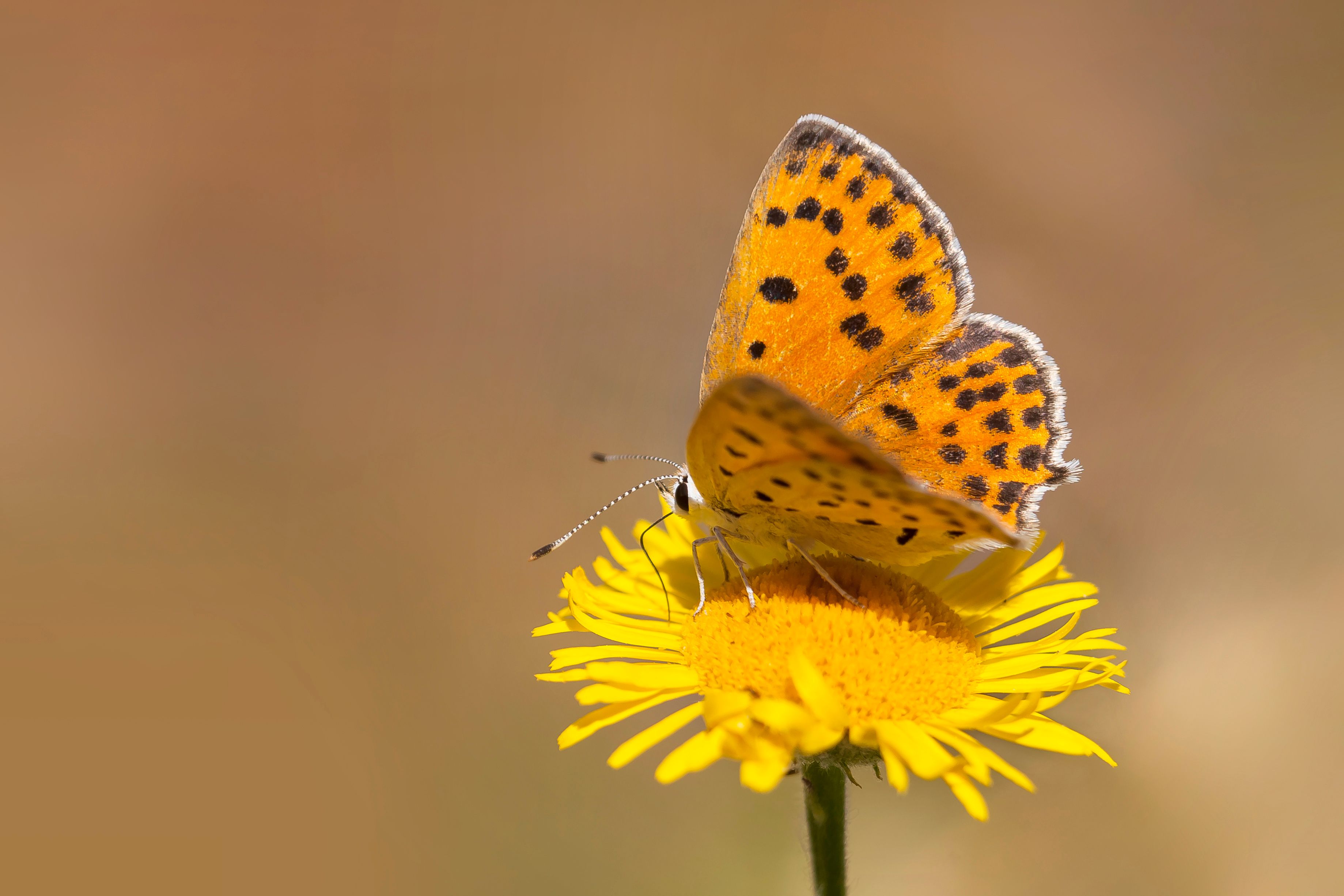 Close-up of a vibrant orange butterfly on a yellow flower, showcasing summer beauty.