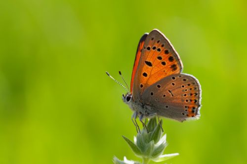 Free Detailed image of a Fiery Copper butterfly perched on a plant against a vibrant green background. Stock Photo