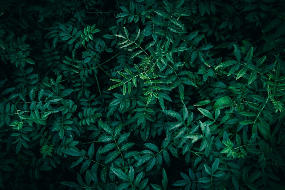 A vibrant display of dense green foliage with intricate leaf patterns, showcasing the beauty of nature.