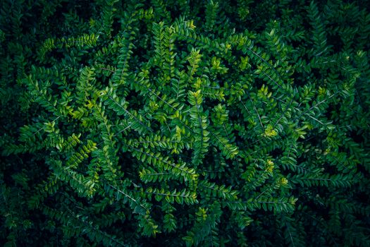 Vibrant green foliage creating a dense natural pattern, perfect for background or texture.