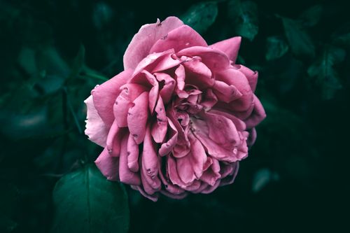 Free Stunning close-up of a vibrant pink rose in full bloom against a dark green background. Stock Photo