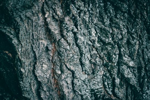 Detailed close-up of rough tree bark showcasing natural textures and intricate patterns.