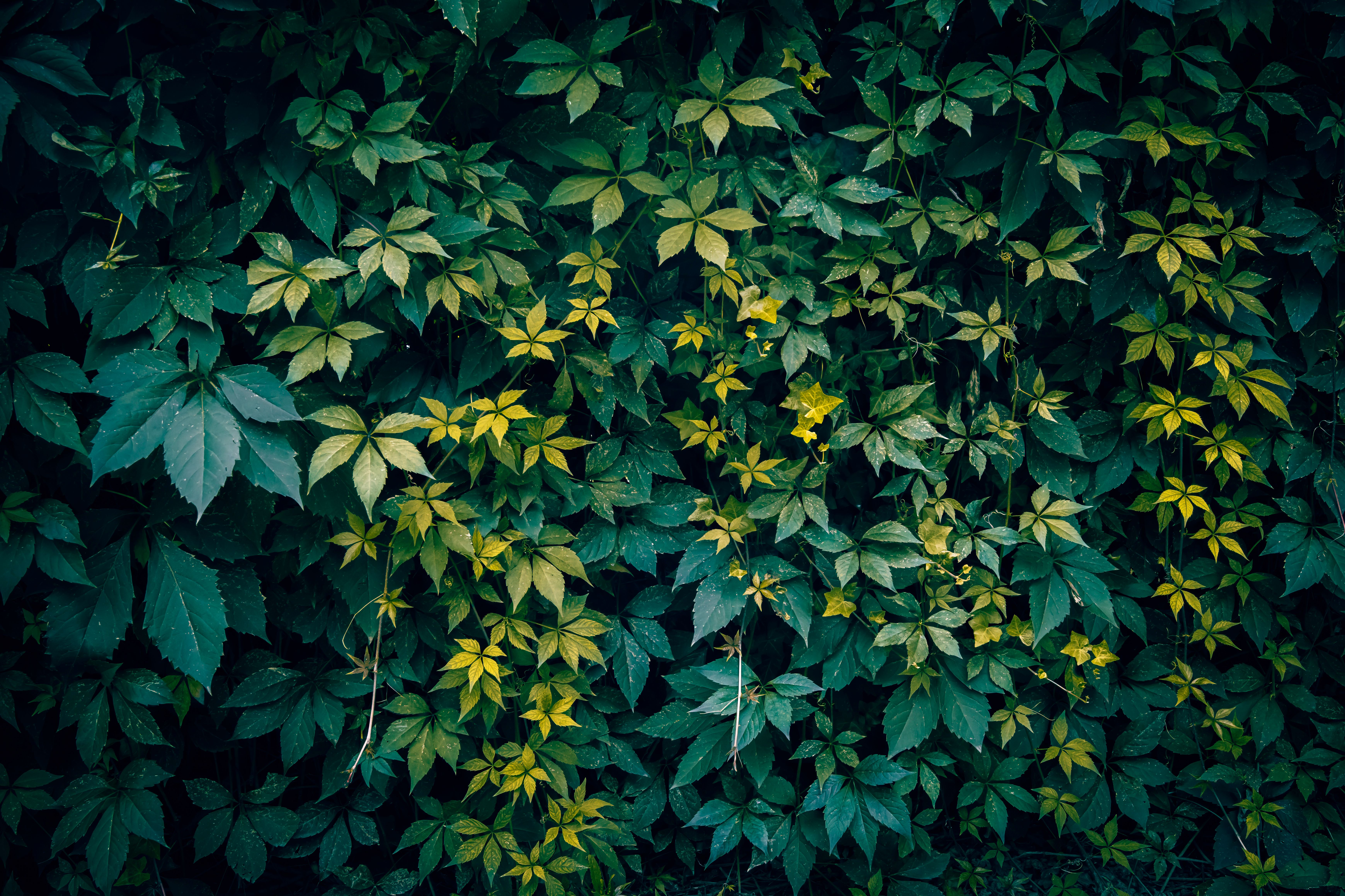 Detailed close-up of lush green Virginia creeper leaves, perfect for nature background uses.