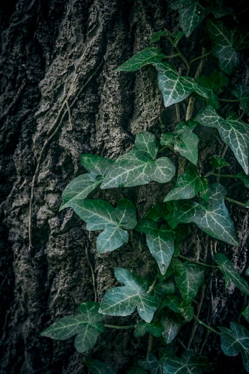 Free A vibrant close-up image showcasing ivy leaves creeper climbing on rugged tree bark. Stock Photo
