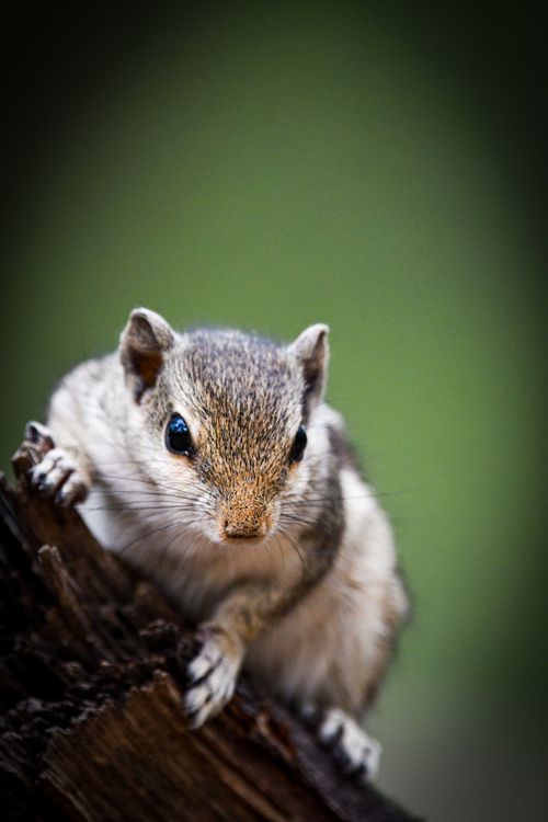 Free Focused shot of an Indian Palm Squirrel on a tree trunk with a blurred green background. Stock Photo
