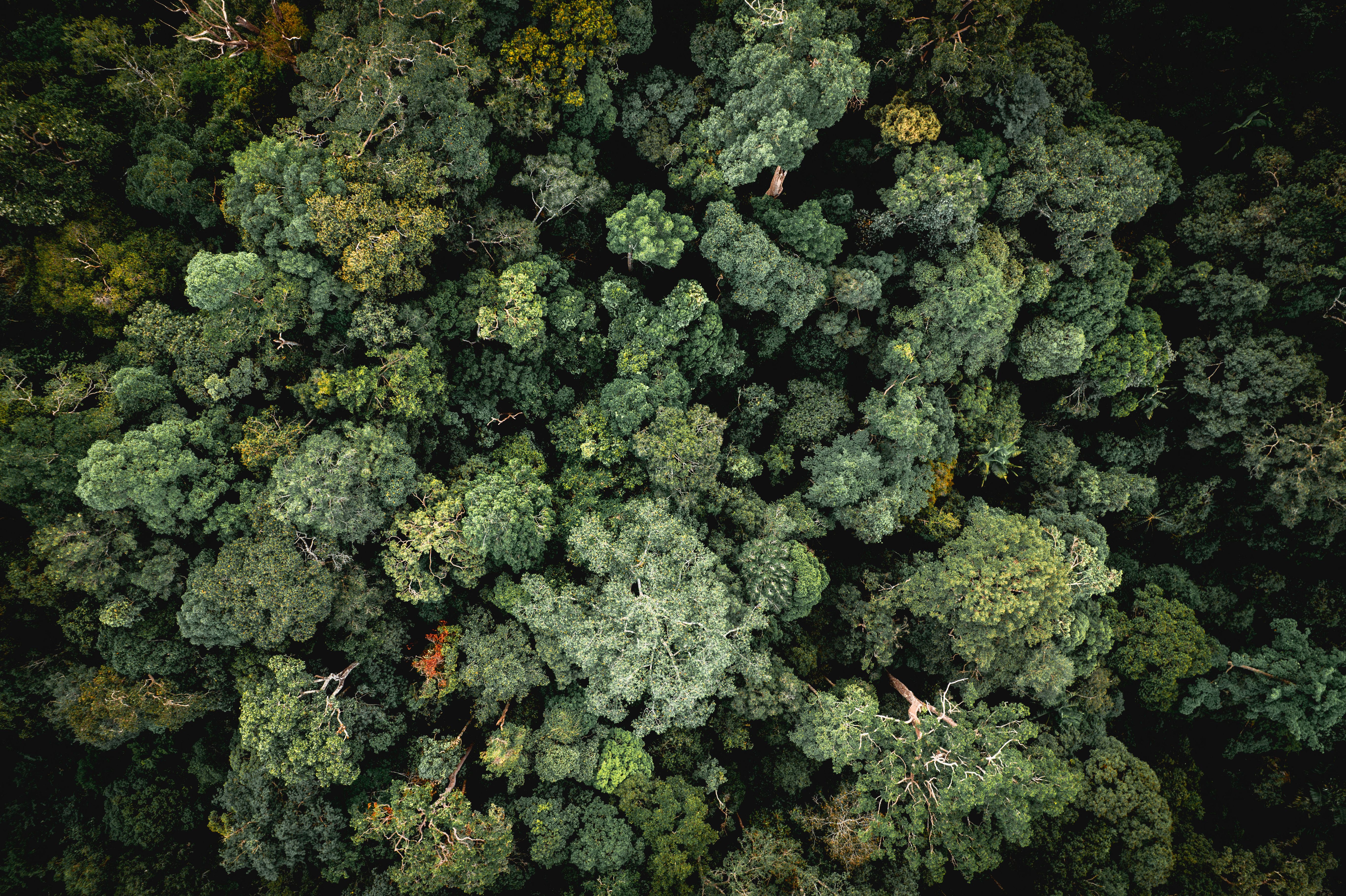 Warming may slow forest growth and cut carbon storage by 30%, model shows