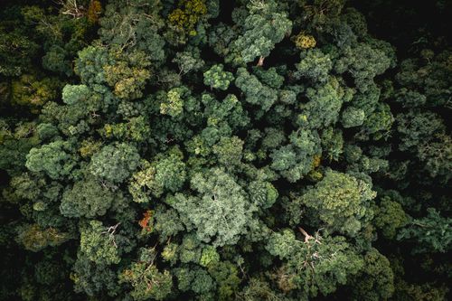Free Aerial view showing the thick, lush greenery of a dense forest canopy. Stock Photo