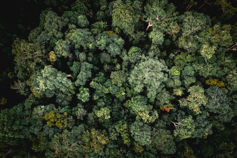 Lush Green Tropical Forest with Dense Foliage · Free Stock Photo