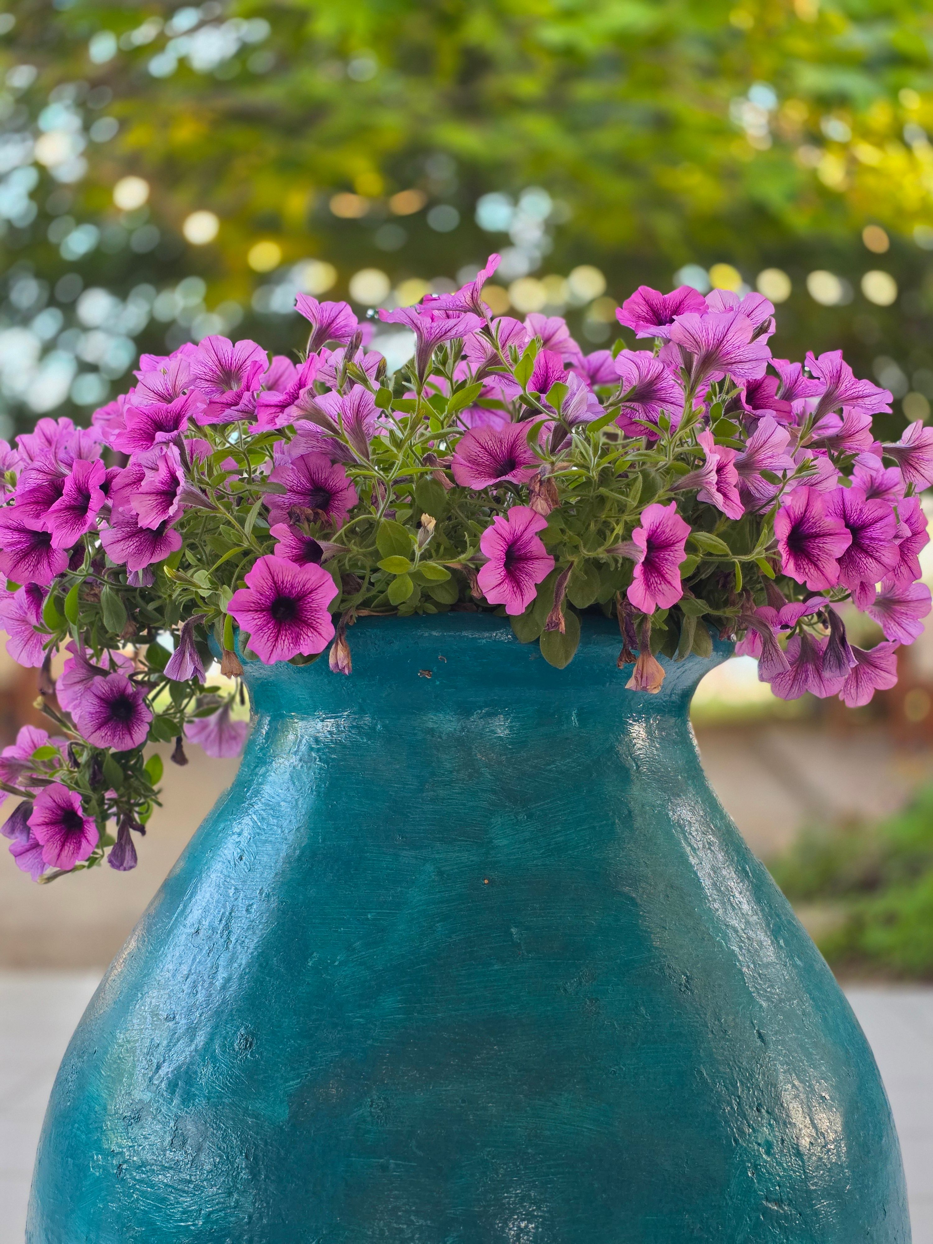 [ColoSach]-close-up-of-striking-purple-petunias-in-a-turquoise-pot-outdoors.