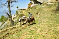 Ox-driven plowing in mountainous Manglor, Pakistan highlights traditional farming practices.