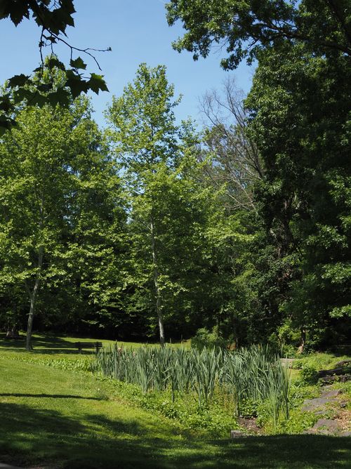 Free A peaceful landscape with lush greenery and a pond on a sunny day in Pennsylvania. Stock Photo