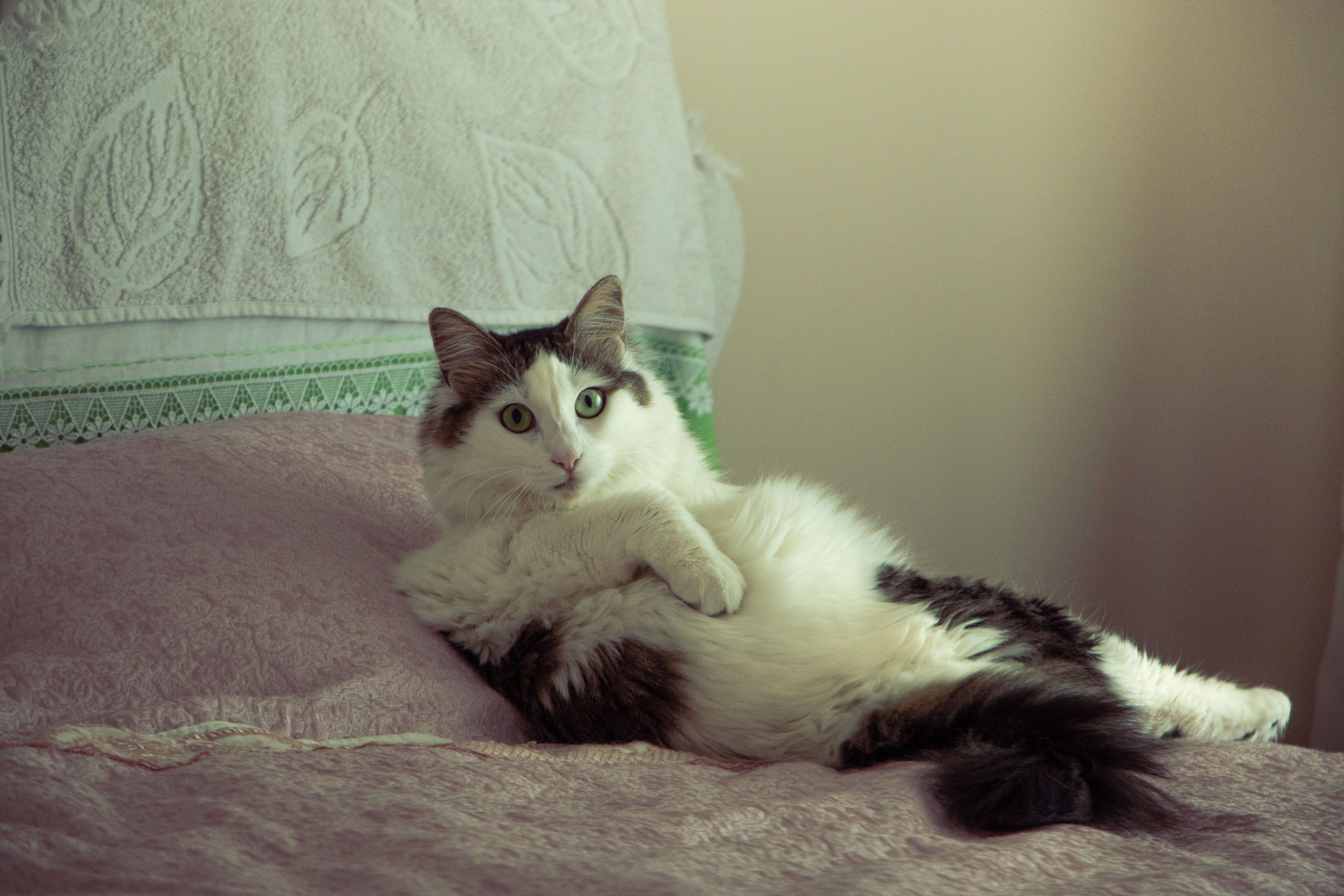Healthcare and wellness consultation for a cat