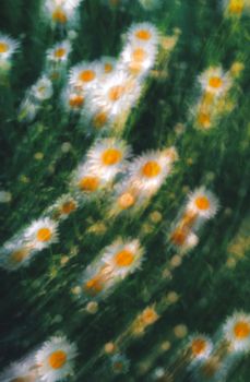 Artistic blurred capture of daisies in a summer field with a dreamy ambiance.