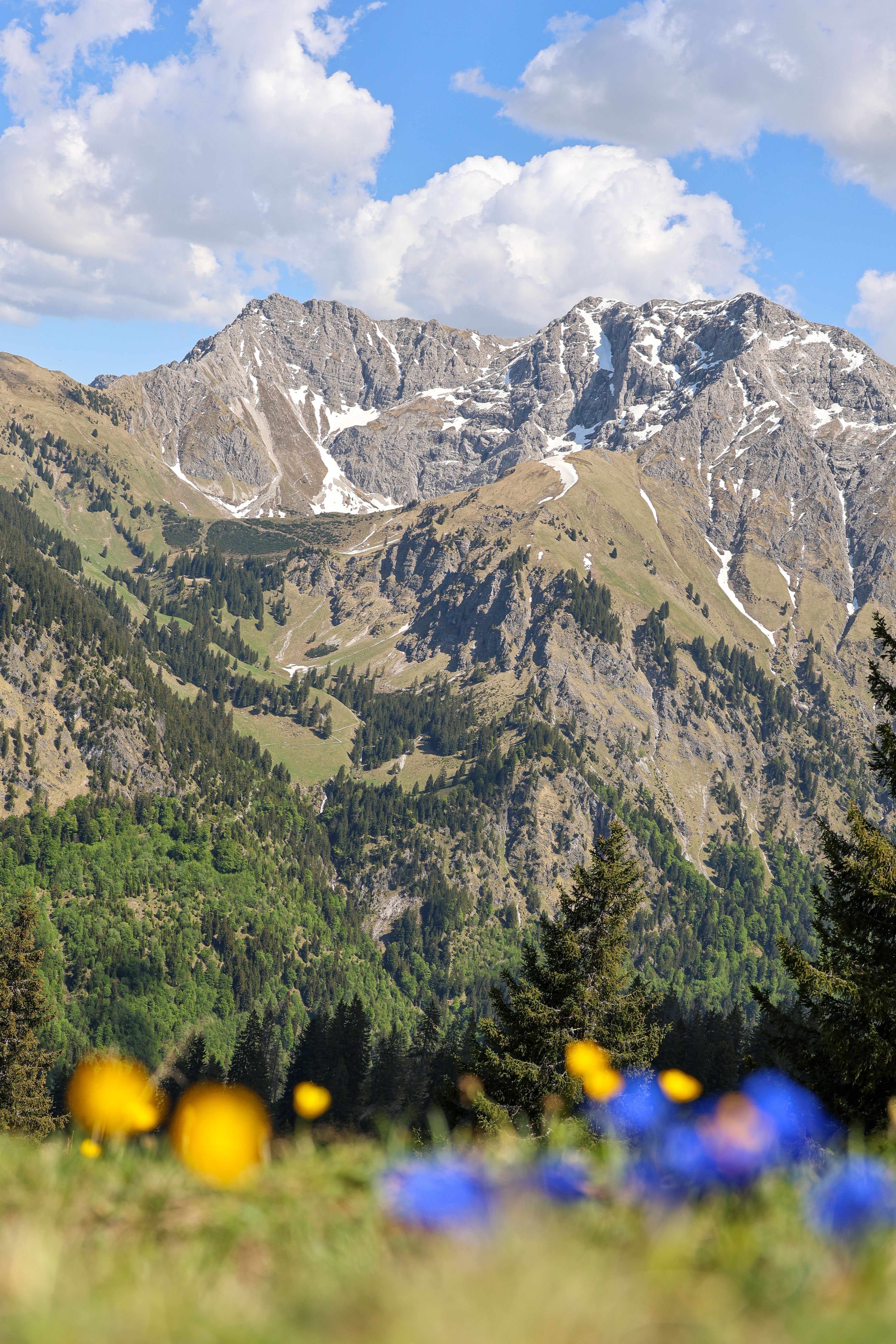 Stunning view of Bavarian Alps with vibrant spring flowers and snow-capped peaks in Bayern, Germany.