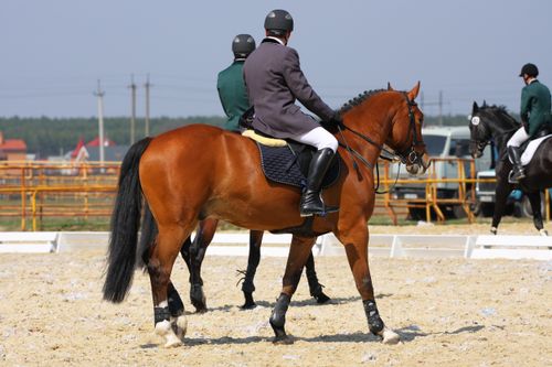 Free Horse riders in formal attire participate in outdoor equestrian competition. Stock Photo