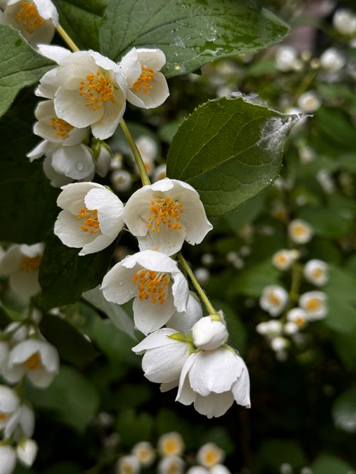 Free Close-up of delicate white mock orange blossoms with lush green leaves, evoking springtime beauty. Stock Photo