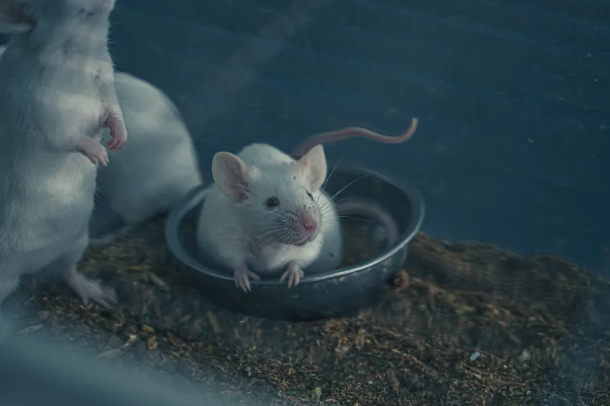 Miniature CRISPR Base Editors: How Compact 9dBEs Lower Cholesterol in Mice