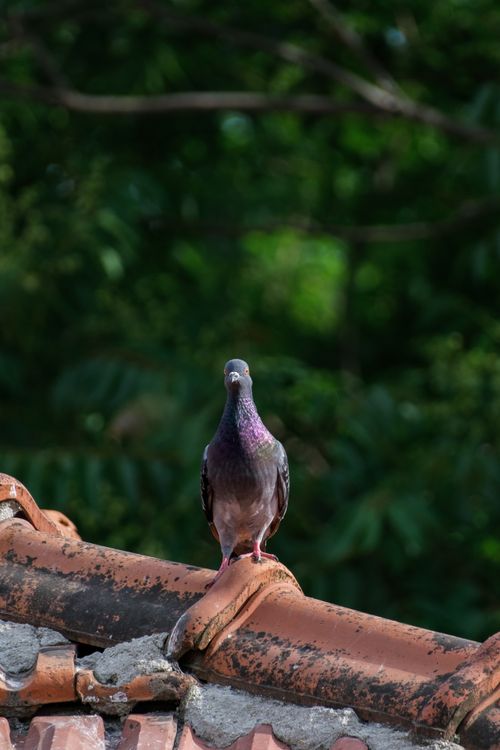 Free A close-up of a pigeon standing on a rustic terracotta roof with a lush green background. Stock Photo