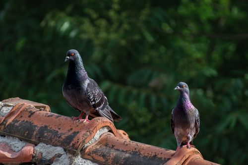 Free Two pigeons sitting on a rustic rooftop against a lush green background. Stock Photo