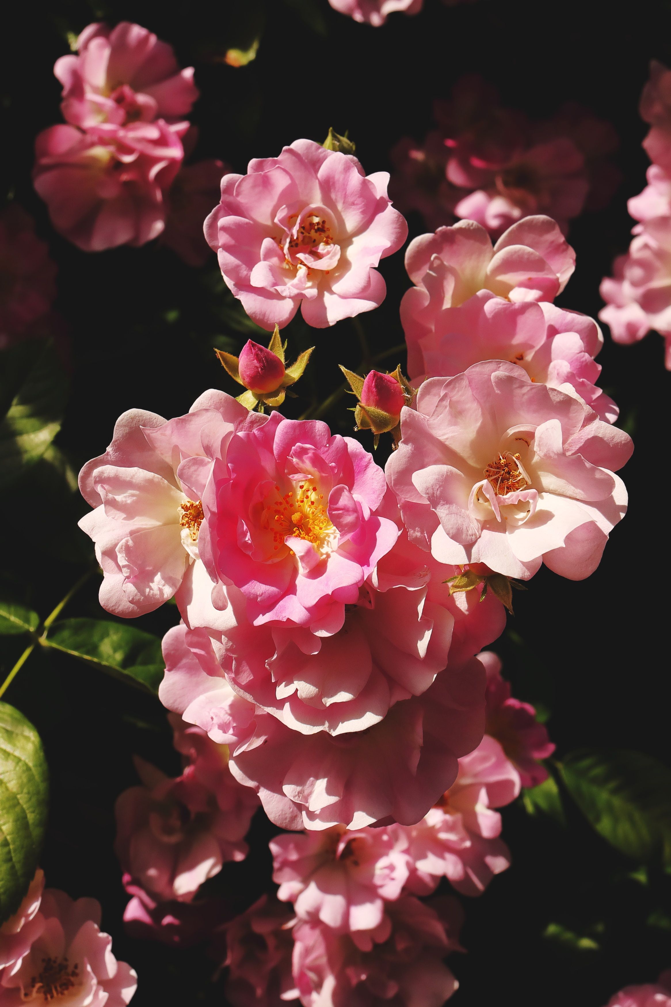 [ColoSach]-vibrant-pink-roses-basking-in-sunlight,-captured-in-maastricht,-netherlands.