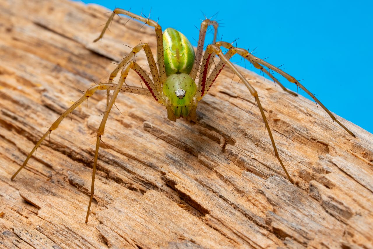 close up of a vibrant green lynx spider on wood against a vivid blue b