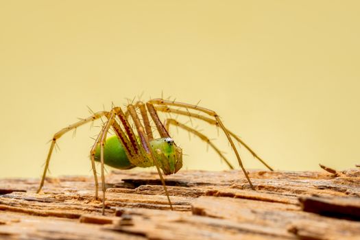 Close-up shot of a green lynx spider resting on a wooden surface against a yellow backdrop.