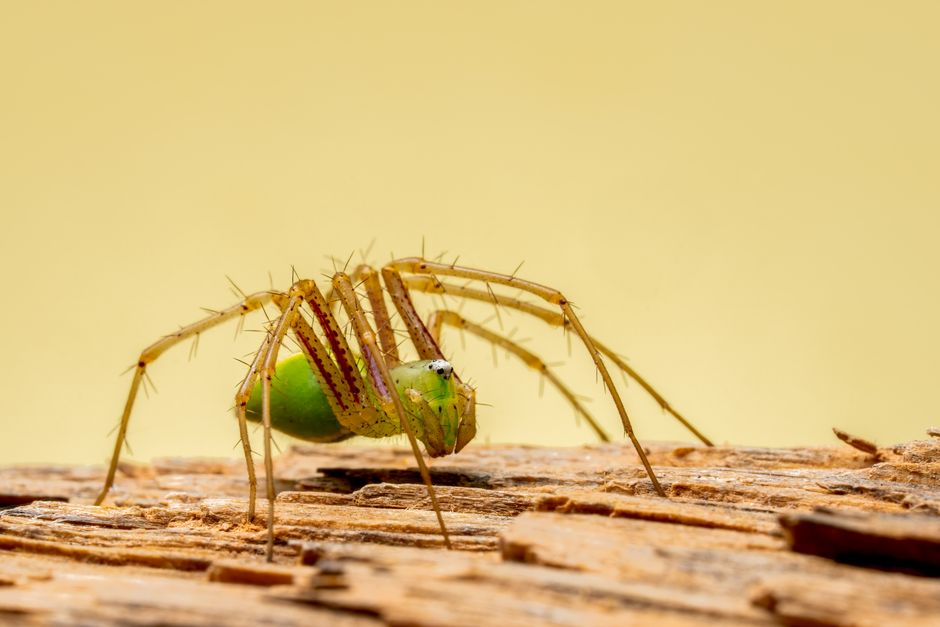 Close-up shot of a green lynx spider resting on a wooden surface against a yellow backdrop.