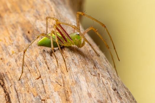 Macro photograph of a vibrant green lynx spider (Peucetia viridans) on a wooden surface.