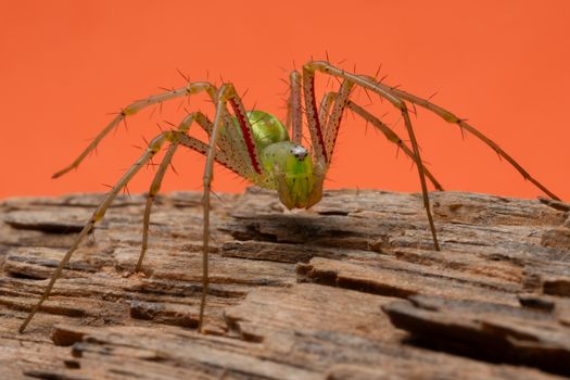 Close-up of a green lynx spider on wood with an orange background.