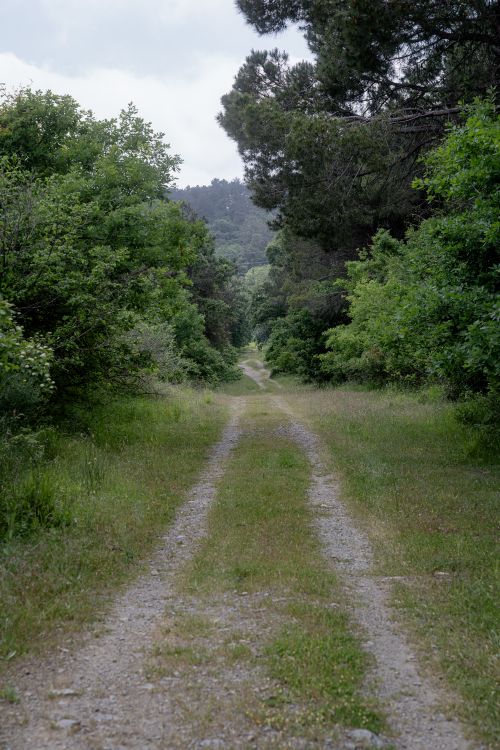 Free A peaceful forest path surrounded by dense green foliage on a cloudy day. Stock Photo