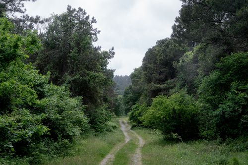 Free A tranquil forest pathway surrounded by dense, lush green trees on a cloudy day, ideal for nature lovers. Stock Photo