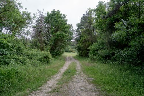 Free A tranquil dirt pathway cutting through lush green forest, evoking peace and nature's beauty. Stock Photo