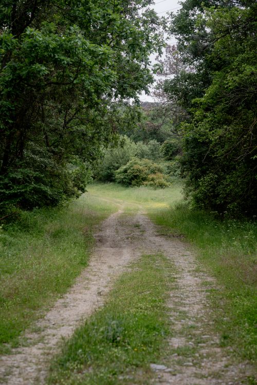 Free A tranquil dirt path leading through a dense, lush green forest. Stock Photo
