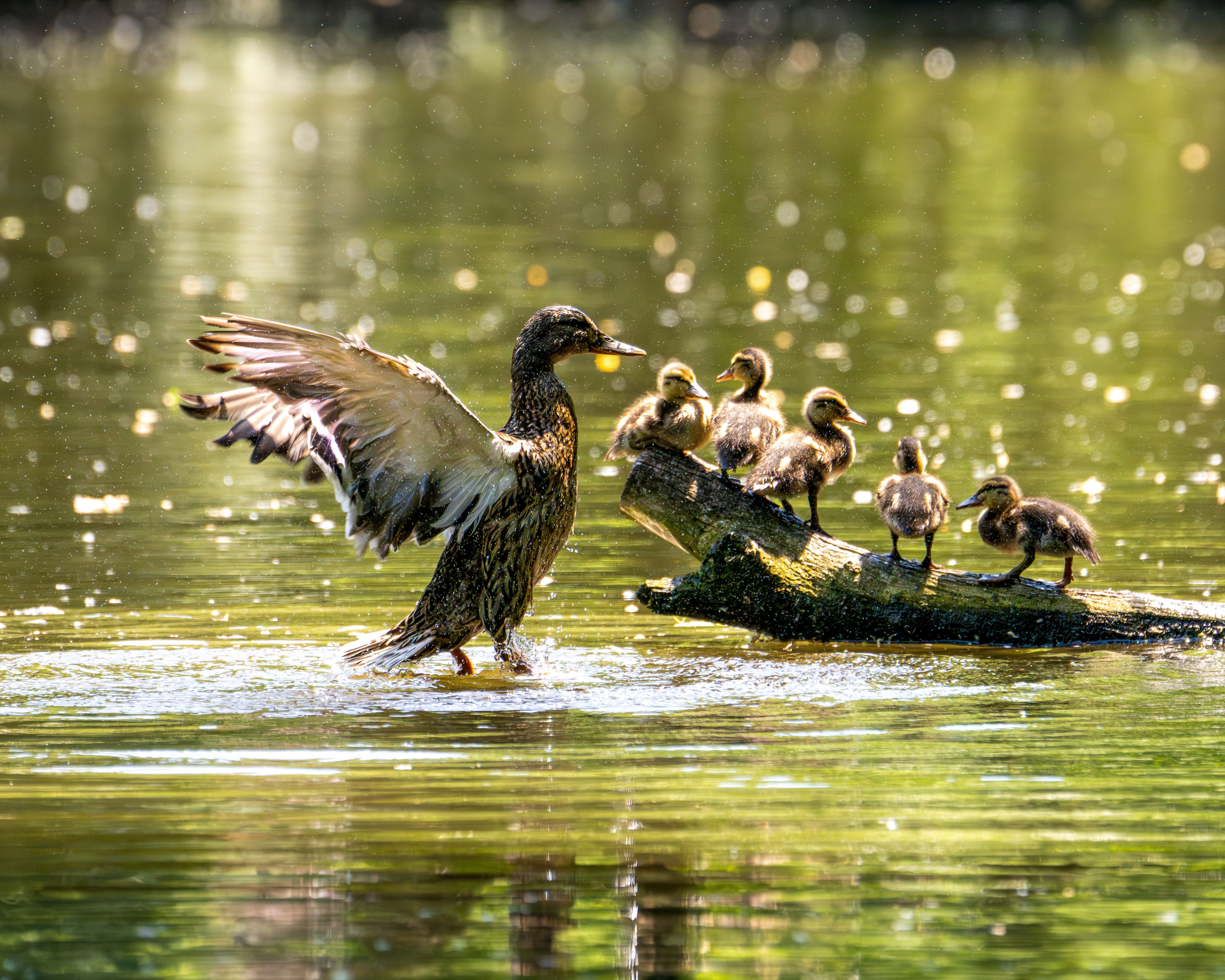 What animal eats baby ducks? - The Institute for Environmental Research ...