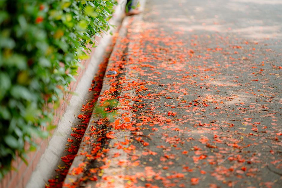 Colorful red blossoms scatter across a city sidewalk, creating a vibrant contrast with surrounding greenery.