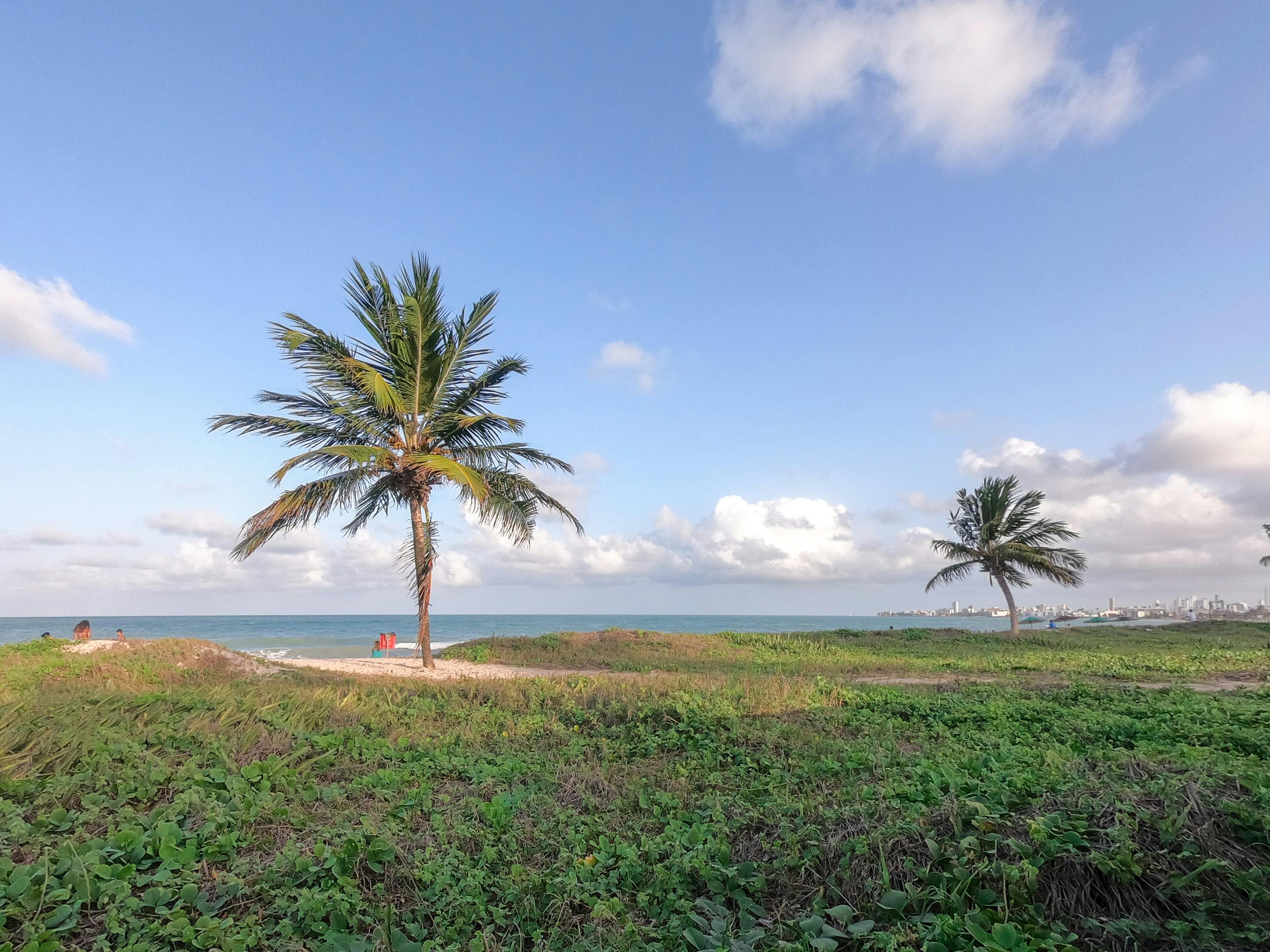 Photo of Palm Trees on Grass Field · Free Stock Photo