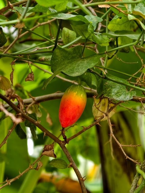 Free Close-up of a ripe ivy gourd, Coccinia grandis, on a lush green vine. Stock Photo