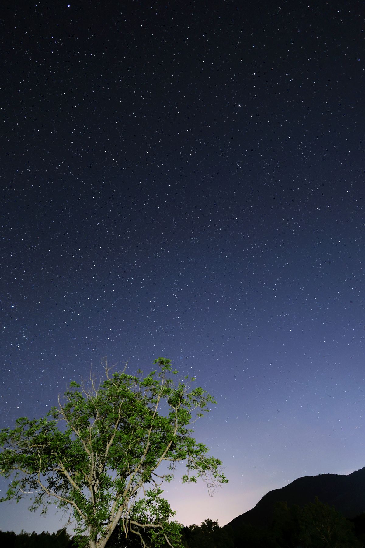 Starry Night Sky with Lone Tree Landscape · Free Stock Photo