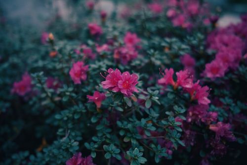 Free A beautiful close-up of vivid pink azaleas blooming amidst lush green leaves. Stock Photo