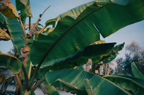 Free Vibrant banana leaves captured in a sunlit outdoor setting, showcasing natural beauty. Stock Photo